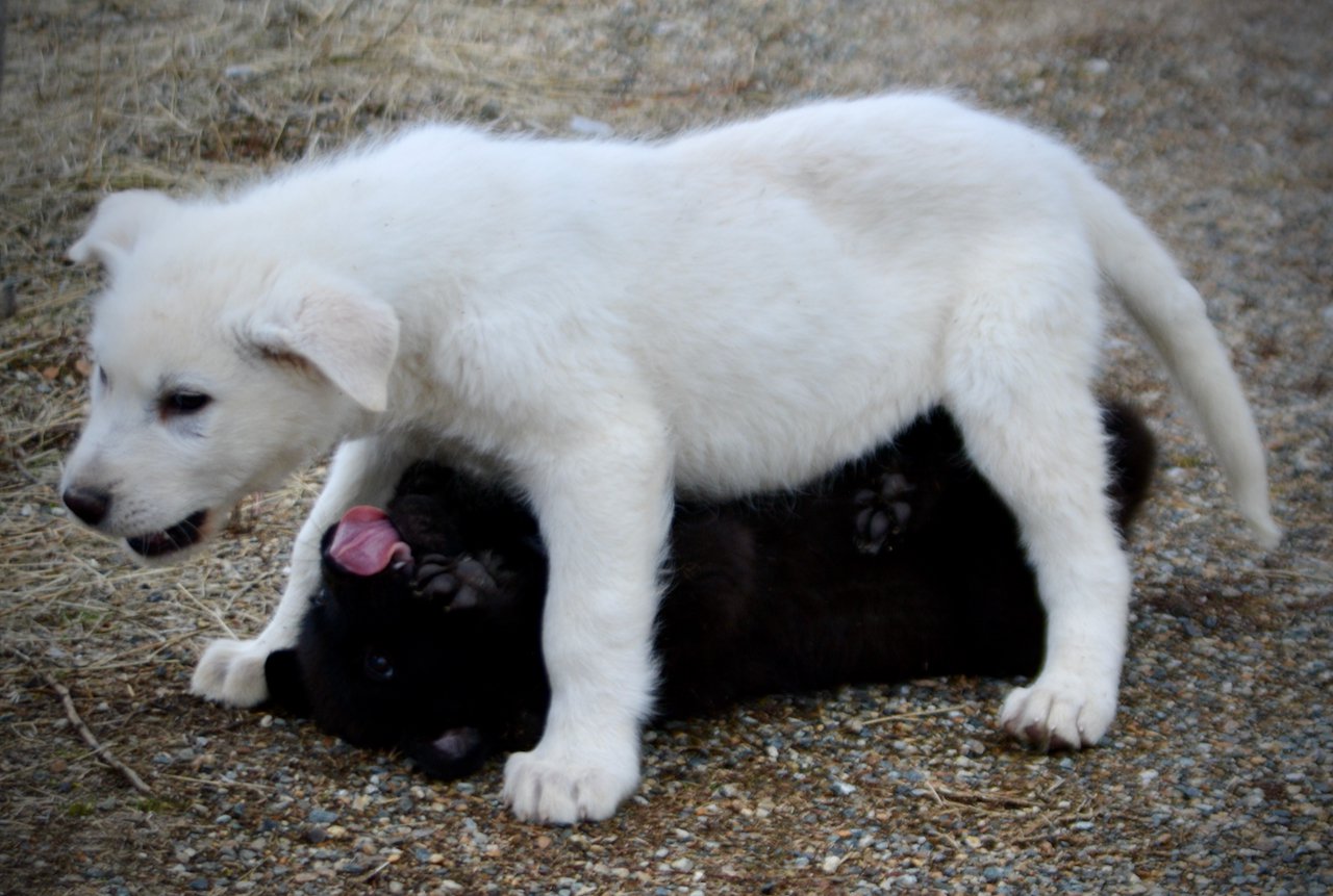 Mountain Peaks Litter - 12 weeks old - Everest - standing over another puppy