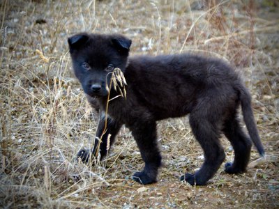 Mountain Peaks Litter - 12 weeks old - Hamilton - standing sideways