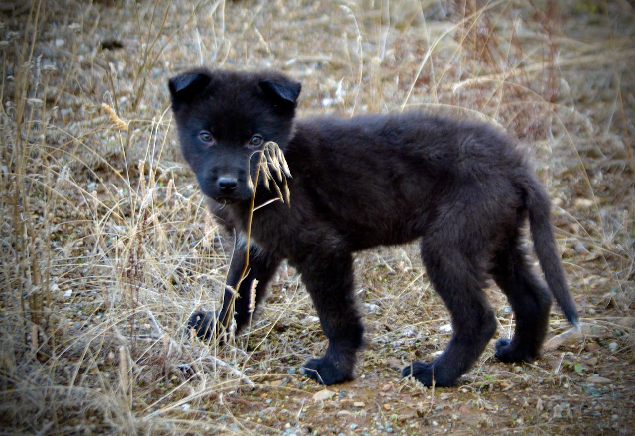 Mountain Peaks Litter - 12 weeks old - Hamilton - standing sideways