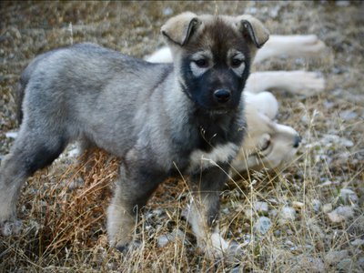 Mountain Peaks Litter - 12 weeks old - Denali - standing tall weeds