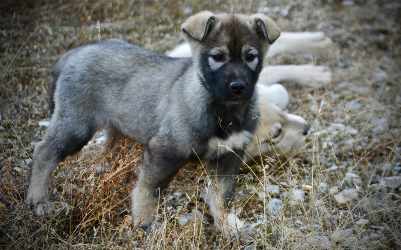 Mountain Peaks Litter - 12 weeks old - Denali - standing tall weeds