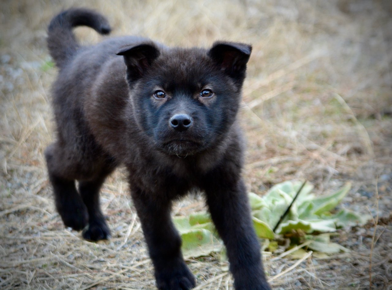 Mountain Peaks Litter - 12 weeks old - Lincoln - trotting head up