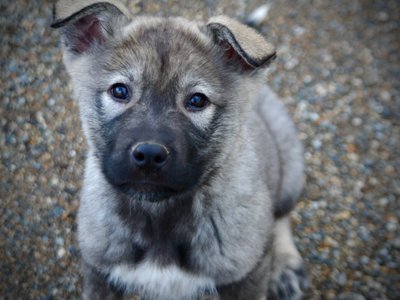 Mountain Peaks Litter - 12 weeks old - Denali - cute face