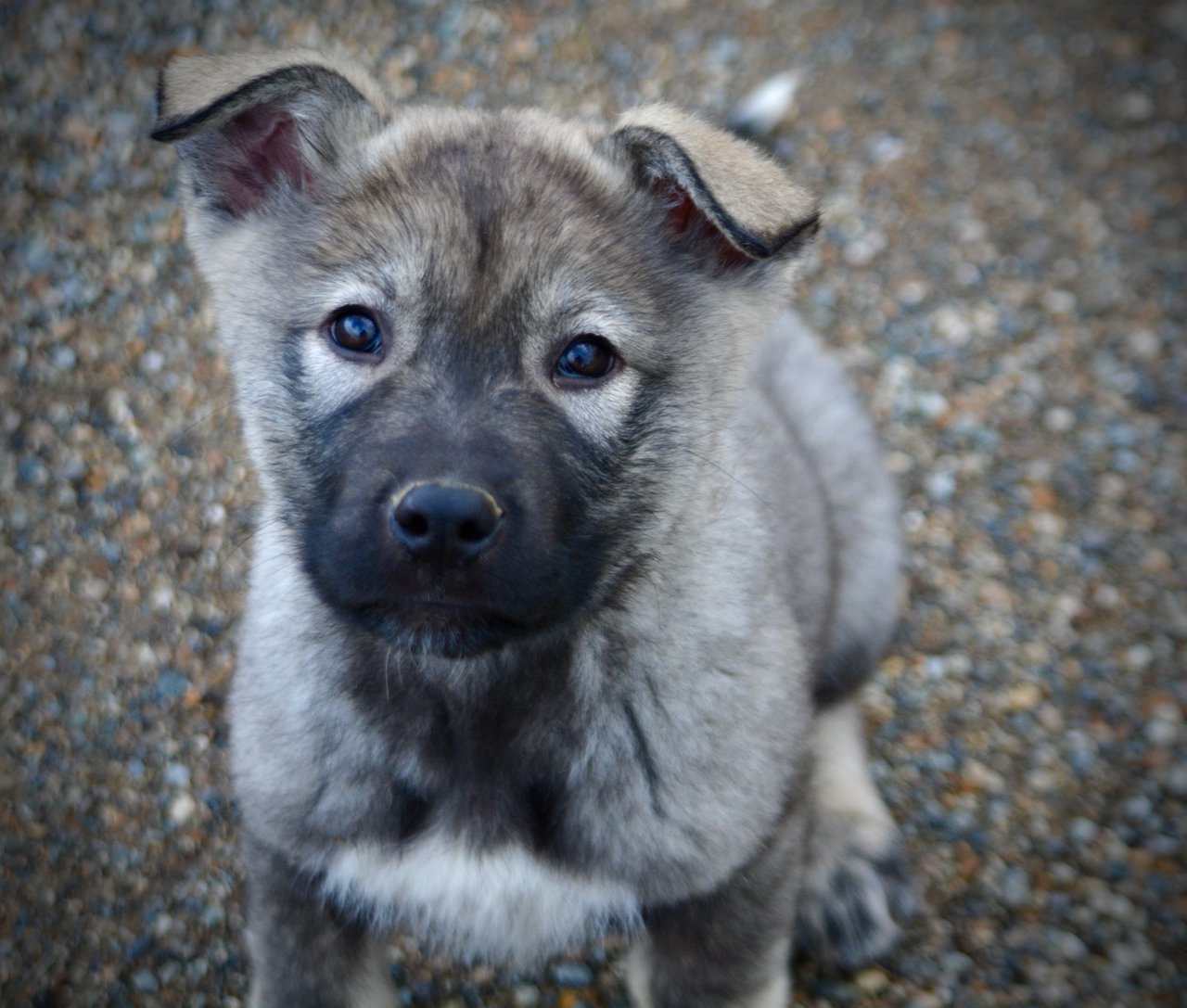 Mountain Peaks Litter - 12 weeks old - Denali - cute face