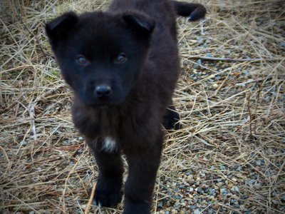 Mountain Peaks Litter - 12 weeks old - Hamilton - walking front