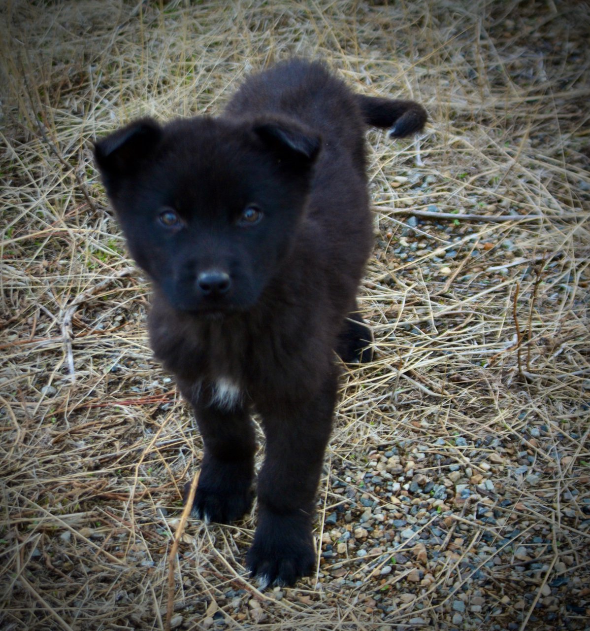 Mountain Peaks Litter - 12 weeks old - Hamilton - walking front