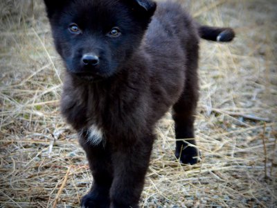 Mountain Peaks Litter - 12 weeks old - Hamilton - standing front view