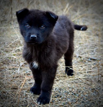 Mountain Peaks Litter - 12 weeks old - Hamilton - standing front view