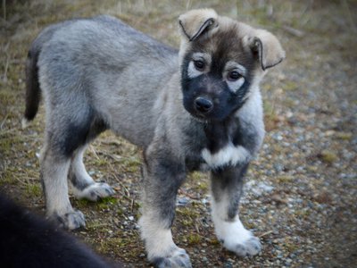 Mountain Peaks Litter - 12 weeks old - Denali - standing head cock