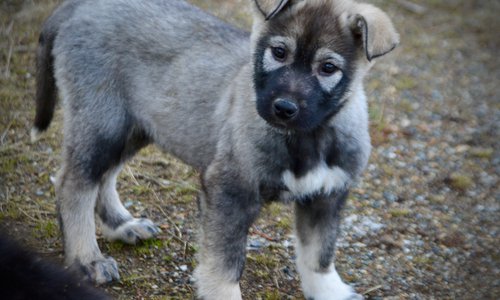 Mountain Peaks Litter - 12 weeks old - Denali - standing head cock