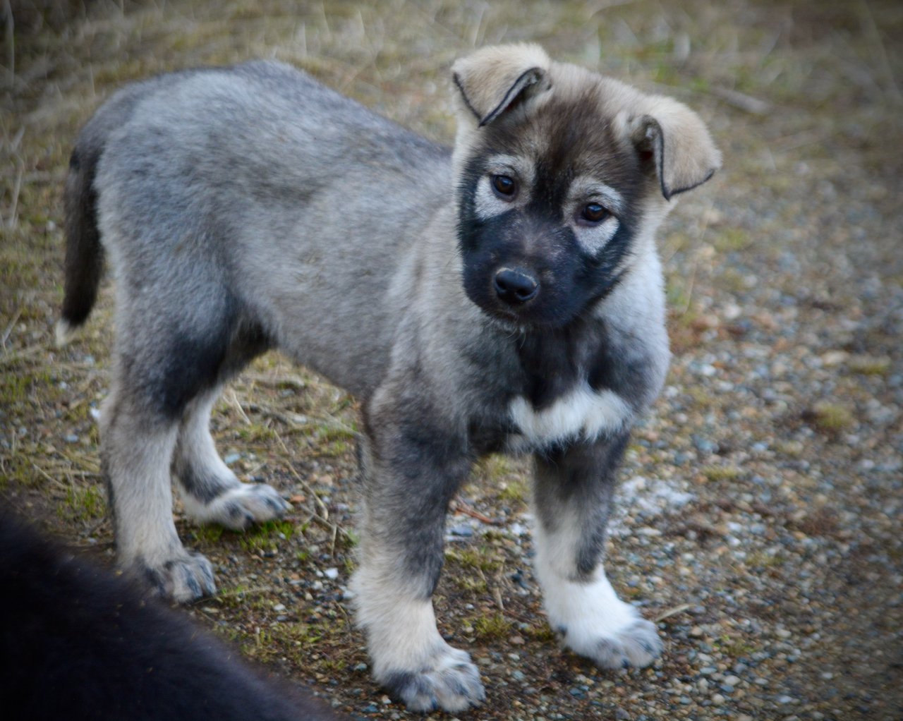 Mountain Peaks Litter - 12 weeks old - Denali - standing head cock