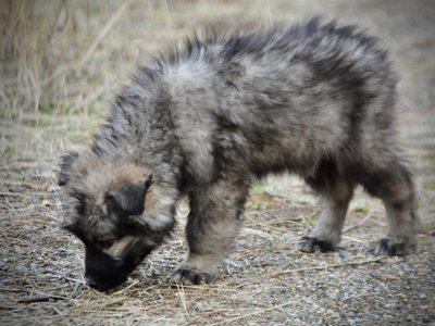 Muscle Car Litter - 12 weeks old - Barracuda - stand sniffing