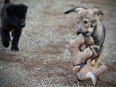 Harvest Litter - 12 weeks old - Pumpkin Patch - carry toy