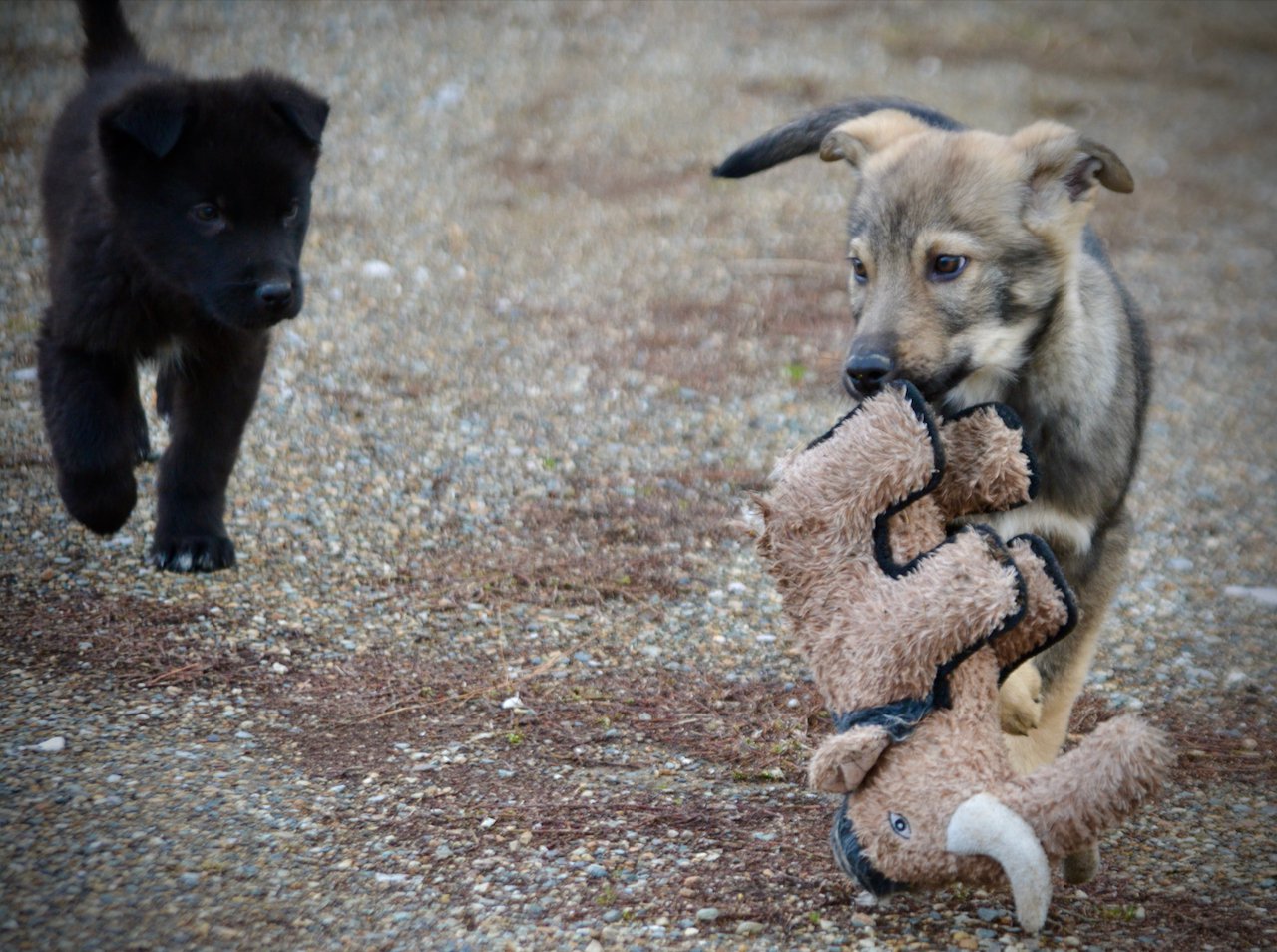 Harvest Litter - 12 weeks old - Pumpkin Patch - carry toy