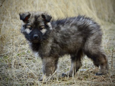 Muscle Car Litter - 12 weeks old - Barracuda - stand looking