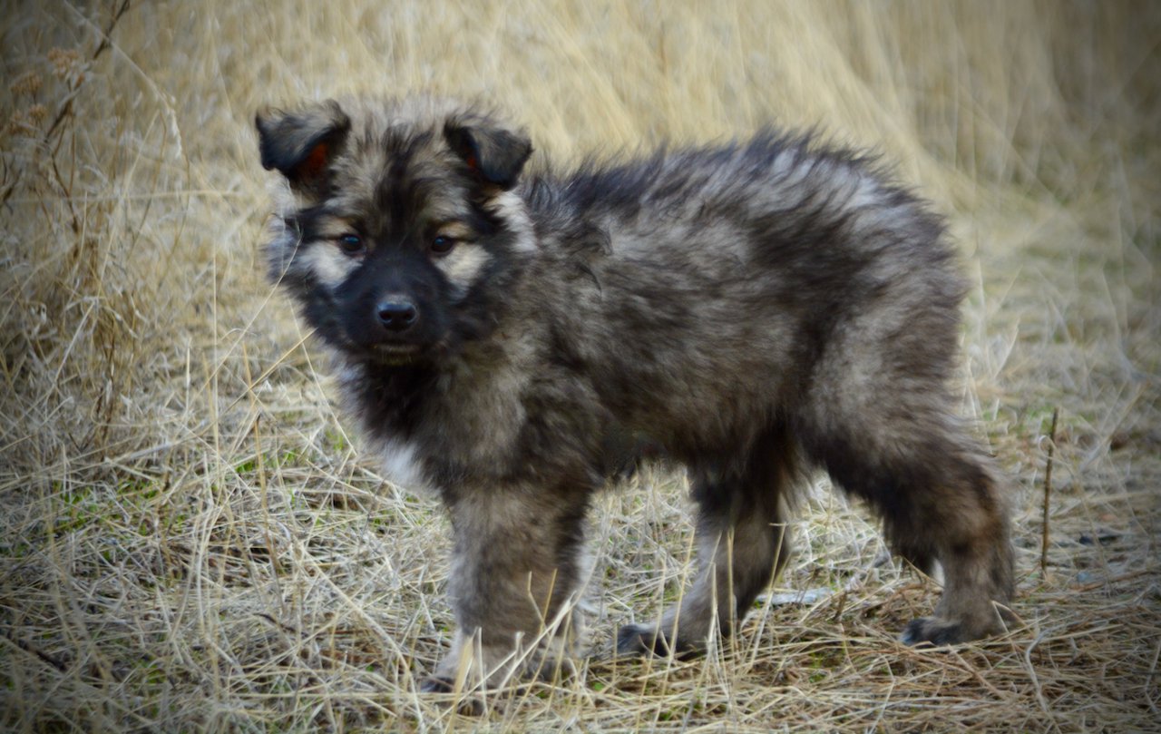 Muscle Car Litter - 12 weeks old - Barracuda - stand looking