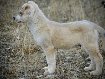 Muscle Car Litter - 12 weeks old - Mustang - standing side view1