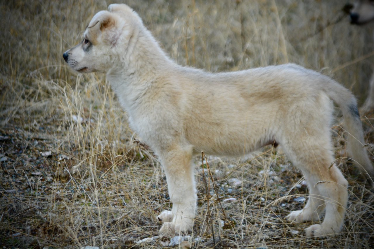 Muscle Car Litter - 12 weeks old - Mustang - standing side view1