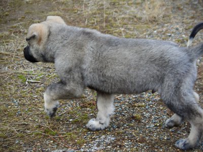 Mountain Peaks Litter - 12 weeks old - Blackburn - trotting tail curl