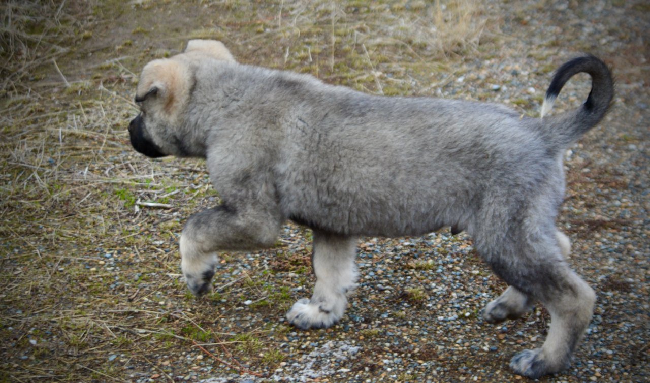 Mountain Peaks Litter - 12 weeks old - Blackburn - trotting tail curl