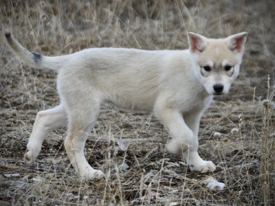 Muscle Car Litter - 12 weeks old - Corvette - prancing ears up