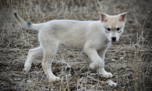 Muscle Car Litter - 12 weeks old - Corvette - prancing ears up