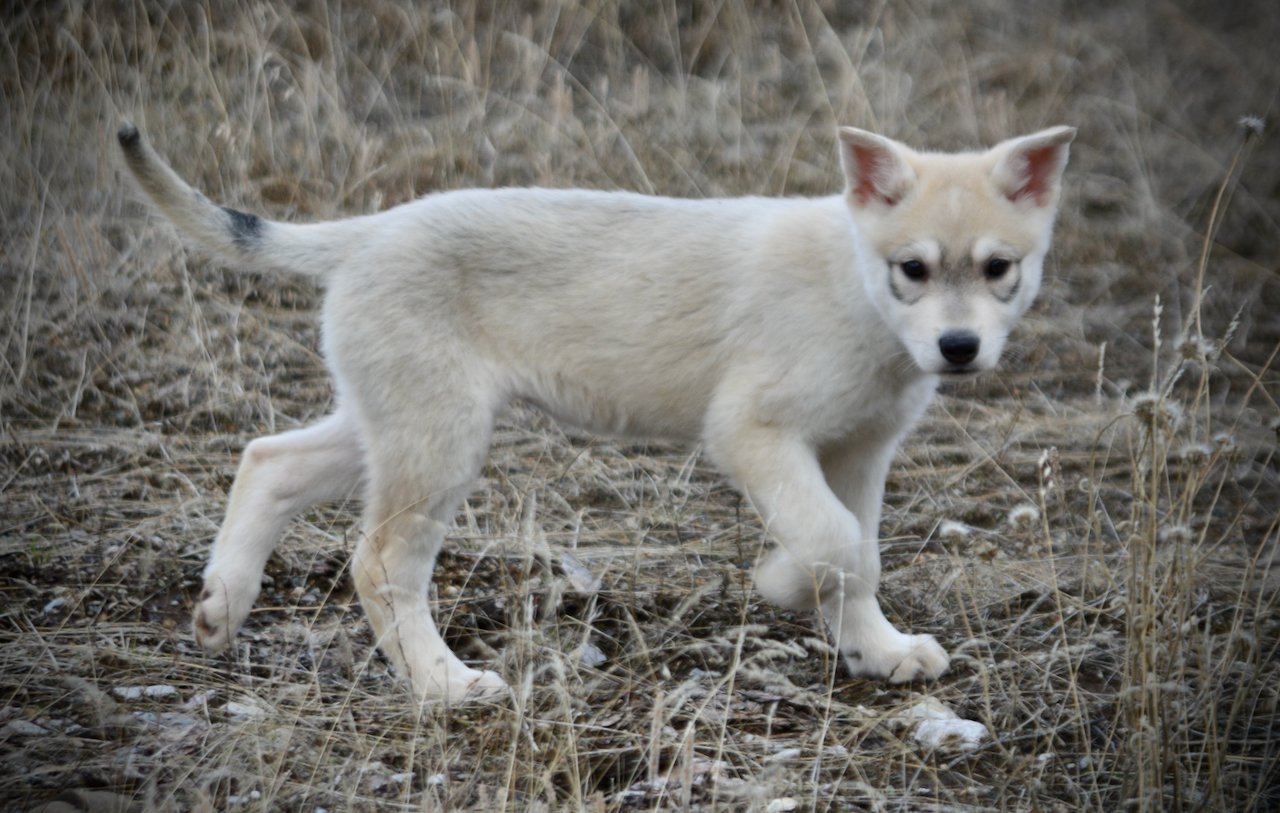 Muscle Car Litter - 12 weeks old - Corvette - prancing ears up