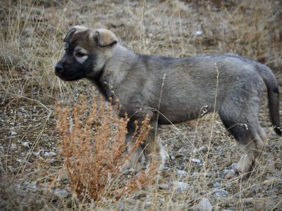 Mountain Peaks Litter - 12 weeks old - Denali - standing pretty