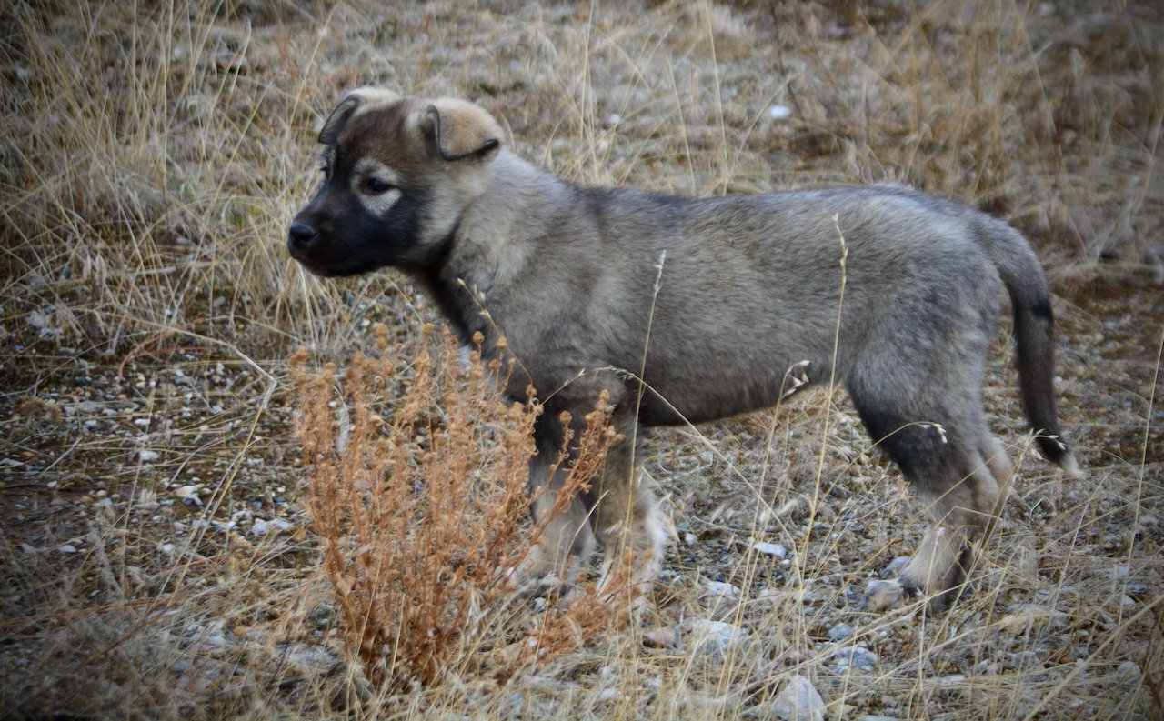 Mountain Peaks Litter - 12 weeks old - Denali - standing pretty