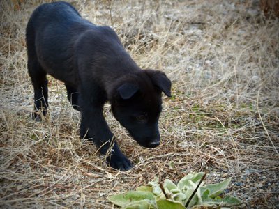 Harvest Litter - 12 weeks old - Licorice - stand head down