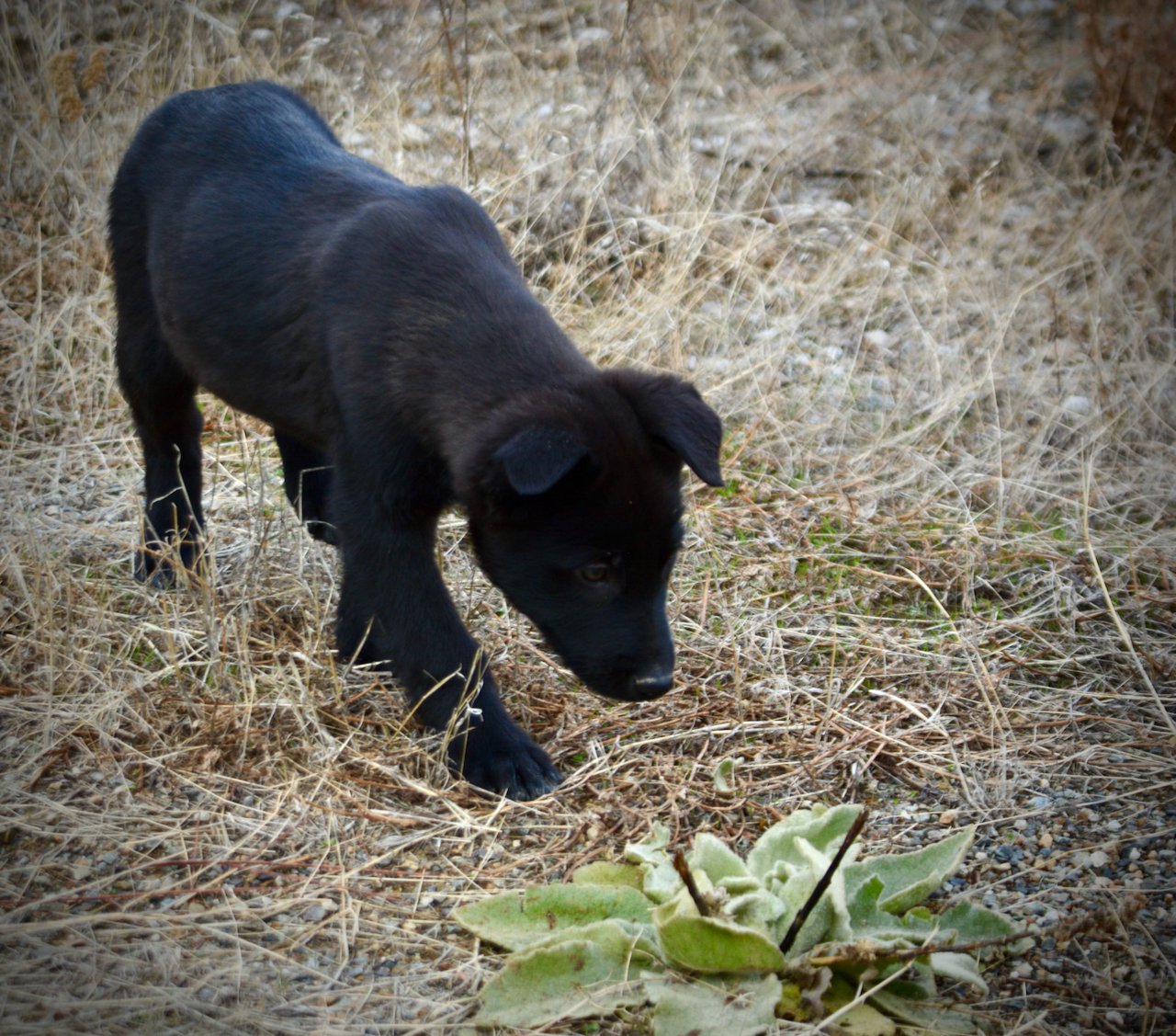 Harvest Litter - 12 weeks old - Licorice - stand head down