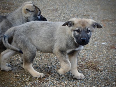 Harvest Litter - 12 weeks old - Dell - walking face front