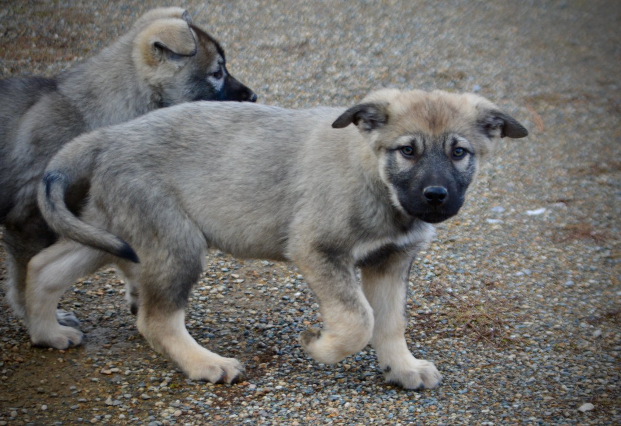 Harvest Litter - 12 weeks old - Dell - walking face front