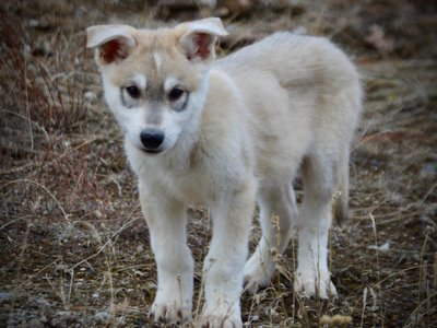 Muscle Car Litter - 12 weeks old - Mustang - standing front look