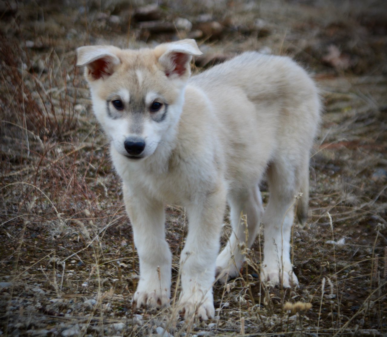 Muscle Car Litter - 12 weeks old - Mustang - standing front look