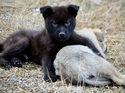 Mountain Peaks Litter - 12 weeks old - Lincoln - down hand over puppy