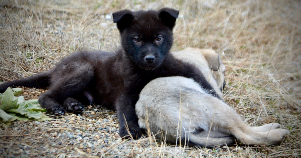 Mountain Peaks Litter - 12 weeks old - Lincoln - down hand over puppy