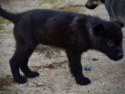 Mountain Peaks Litter - 12 weeks old - Lincoln - standing head down