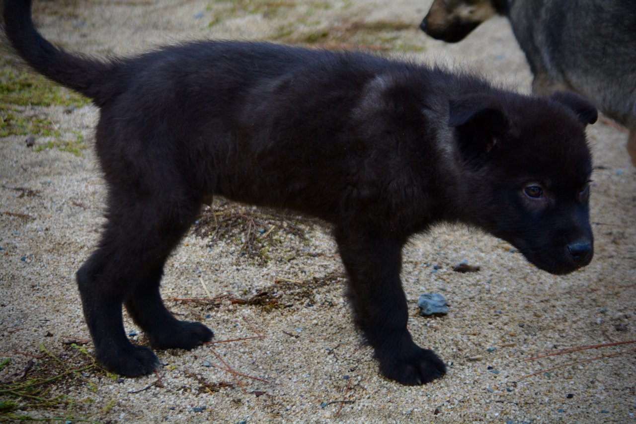 Mountain Peaks Litter - 12 weeks old - Lincoln - standing head down