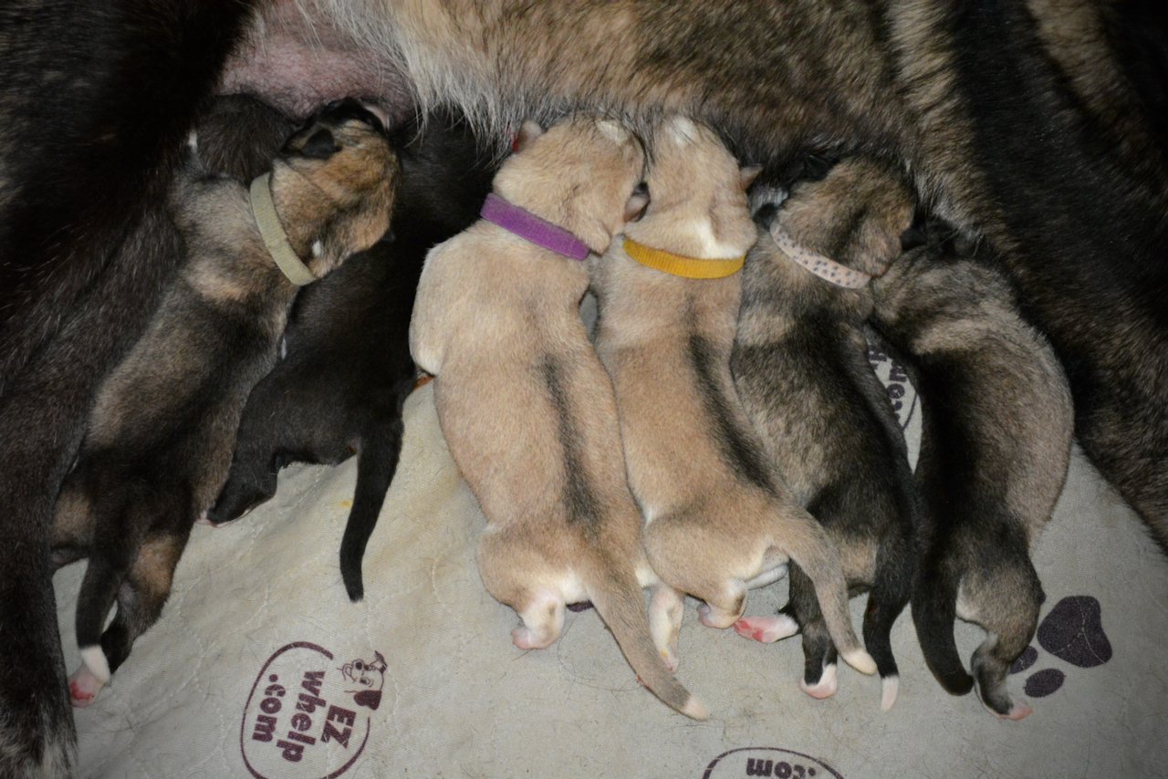 Dock of the Bay Newborn pups