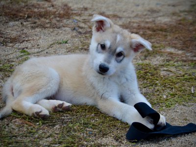 Muscle Car Litter - 12 weeks old - Mustang - down head tilt