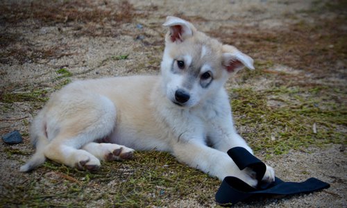 Muscle Car Litter - 12 weeks old - Mustang - down head tilt