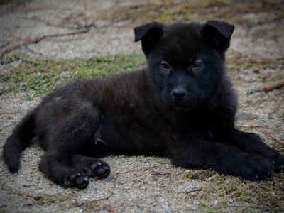 Mountain Peaks Litter - 12 weeks old - Lincoln - down