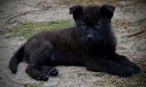 Mountain Peaks Litter - 12 weeks old - Lincoln - down