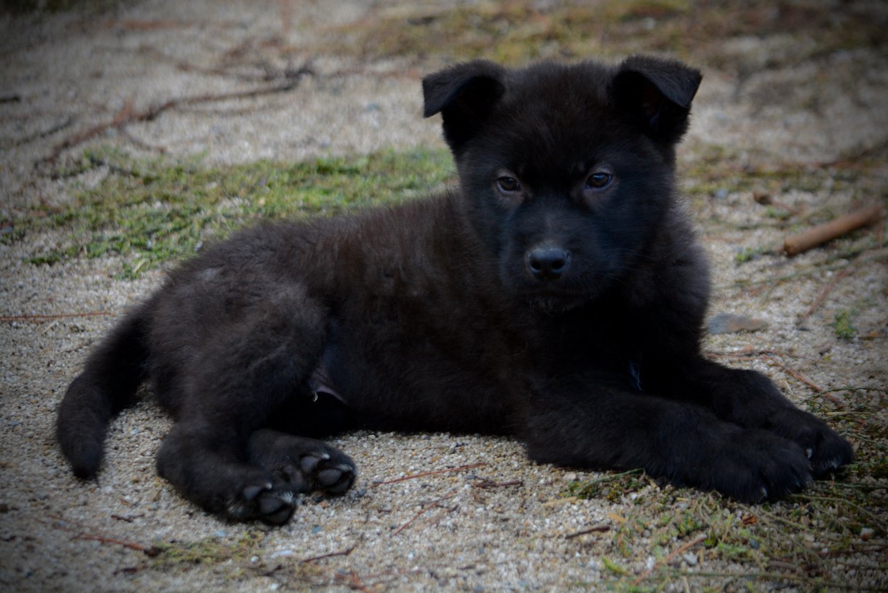 Mountain Peaks Litter - 12 weeks old - Lincoln - down