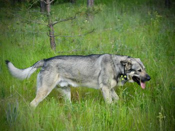 Shiloh walking in forest - tall grass