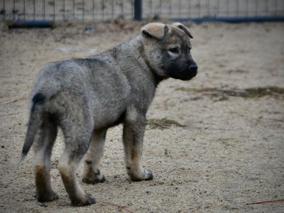 Mountain Peaks - 13 weeks old - Blackburn - standing rear