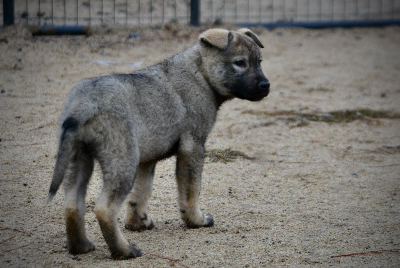 Mountain Peaks - 13 weeks old - Blackburn - standing rear