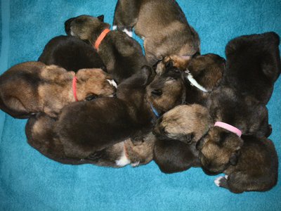 Mr. Rogers Litter puppies - 2 weeks old