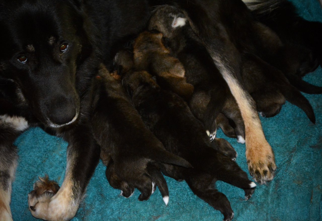 Mr Rogers Litter puppies - 2 weeks old feeding